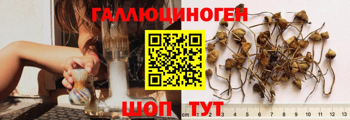 Кировск  Галлюциногенные грибы Cubensis  Вход с VPN 